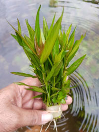 Hygrophila 'Parawitota'